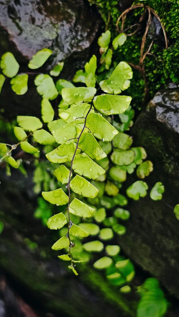 Close-up of fresh green fern leaves growing on a rock wall in Ambaghat, India.